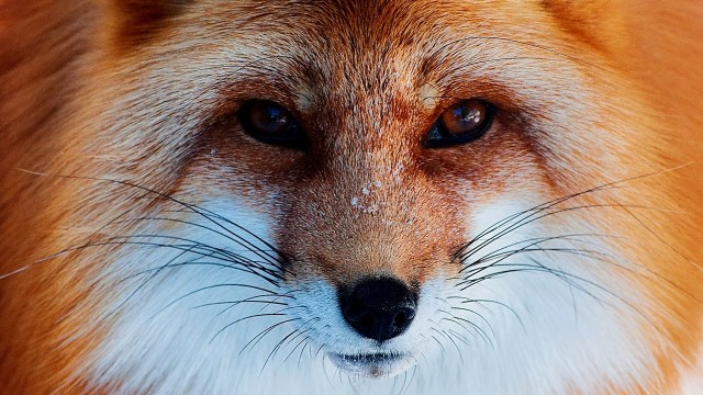 fox-wallpaper-high-resolution-3yc3