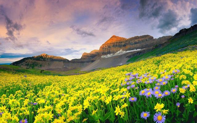 749878-beautiful-wildflower-meadow-wallpaper