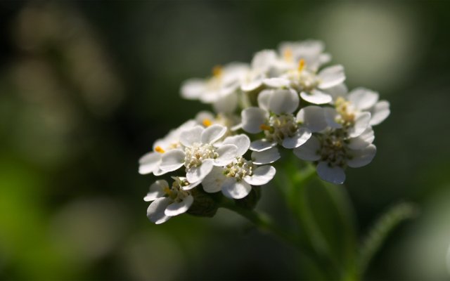 yarrow