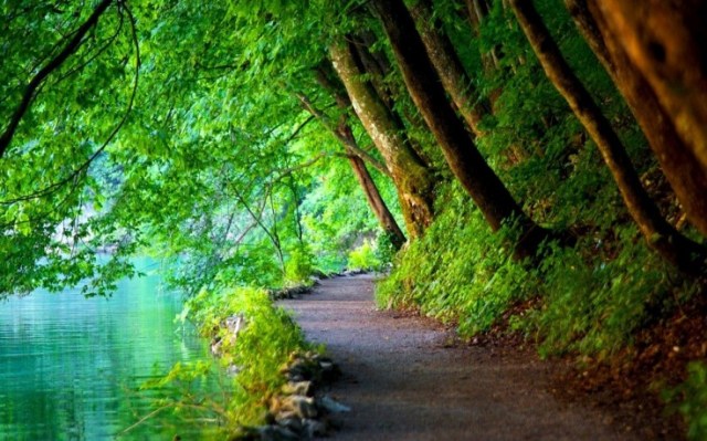 244709-nature-trees-path-river-landscape-croatia-736x459